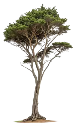 Imagen PNG para descargar